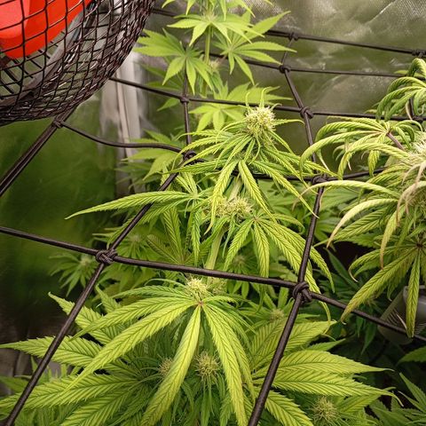 Marisoles. Og Kush, Sweetberry, Pinneapple Punch, Wedding Cake growlog timeline photo