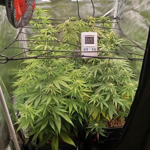 Marisoles. Og Kush, Sweetberry, Pinneapple Punch, Wedding Cake growlog timeline photo