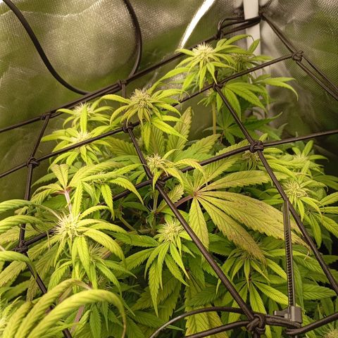 Marisoles. Og Kush, Sweetberry, Pinneapple Punch, Wedding Cake growlog timeline photo