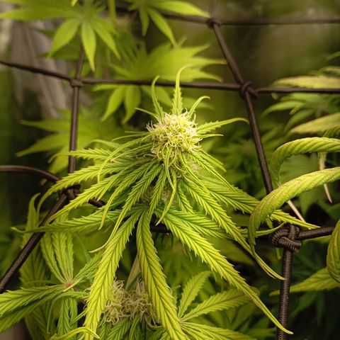 Marisoles. Og Kush, Sweetberry, Pinneapple Punch, Wedding Cake growlog timeline photo