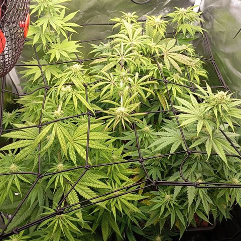 Marisoles. Og Kush, Sweetberry, Pinneapple Punch, Wedding Cake growlog timeline photo