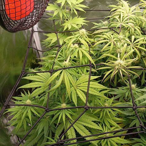 Marisoles. Og Kush, Sweetberry, Pinneapple Punch, Wedding Cake growlog timeline photo