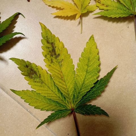Marisoles. Og Kush, Sweetberry, Pinneapple Punch, Wedding Cake growlog timeline photo