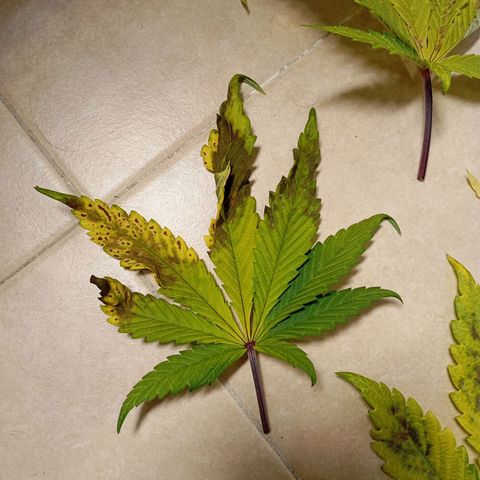 Marisoles. Og Kush, Sweetberry, Pinneapple Punch, Wedding Cake growlog timeline photo