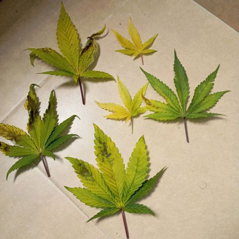 Marisoles. Og Kush, Sweetberry, Pinneapple Punch, Wedding Cake growlog timeline photo
