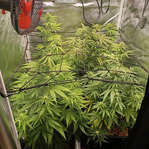 Marisoles. Og Kush, Sweetberry, Pinneapple Punch, Wedding Cake growlog timeline photo