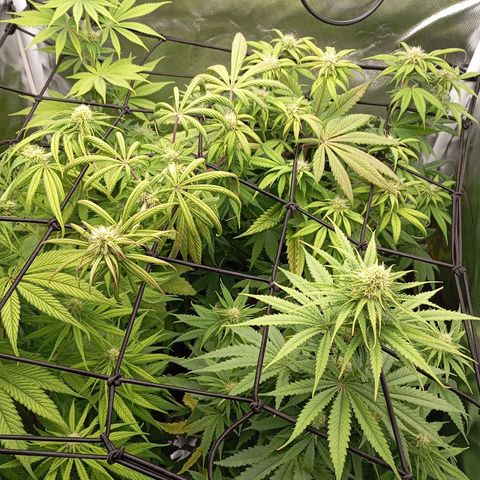 Marisoles. Og Kush, Sweetberry, Pinneapple Punch, Wedding Cake growlog timeline photo