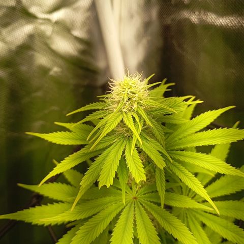 Marisoles. Og Kush, Sweetberry, Pinneapple Punch, Wedding Cake growlog timeline photo