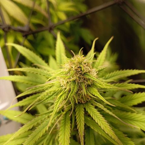 Marisoles. Og Kush, Sweetberry, Pinneapple Punch, Wedding Cake growlog timeline photo