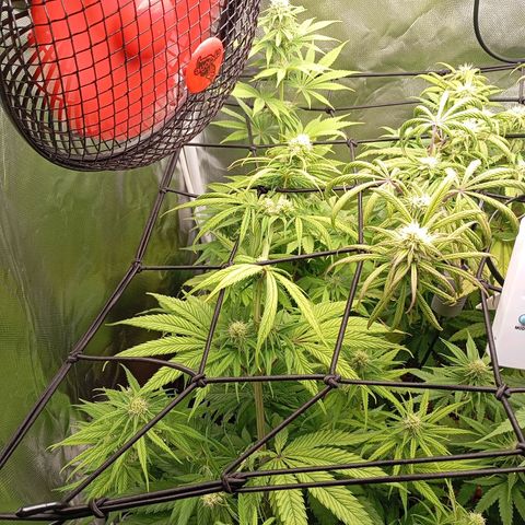 Marisoles. Og Kush, Sweetberry, Pinneapple Punch, Wedding Cake growlog timeline photo