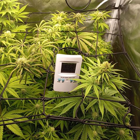 Marisoles. Og Kush, Sweetberry, Pinneapple Punch, Wedding Cake growlog timeline photo