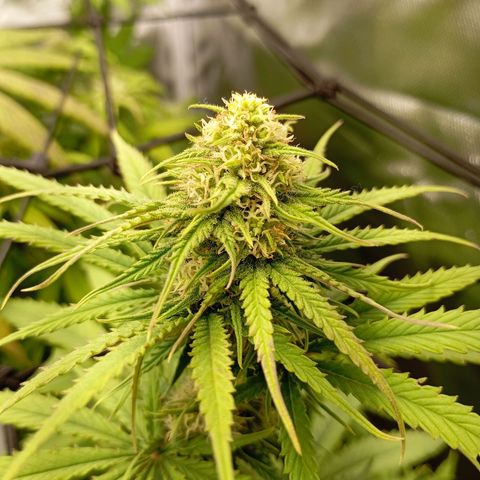 Marisoles. Og Kush, Sweetberry, Pinneapple Punch, Wedding Cake growlog timeline photo