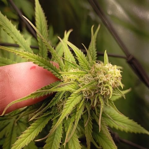 Marisoles. Og Kush, Sweetberry, Pinneapple Punch, Wedding Cake growlog timeline photo