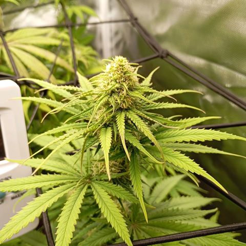 Marisoles. Og Kush, Sweetberry, Pinneapple Punch, Wedding Cake growlog timeline photo
