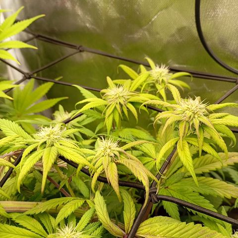 Marisoles. Og Kush, Sweetberry, Pinneapple Punch, Wedding Cake growlog timeline photo