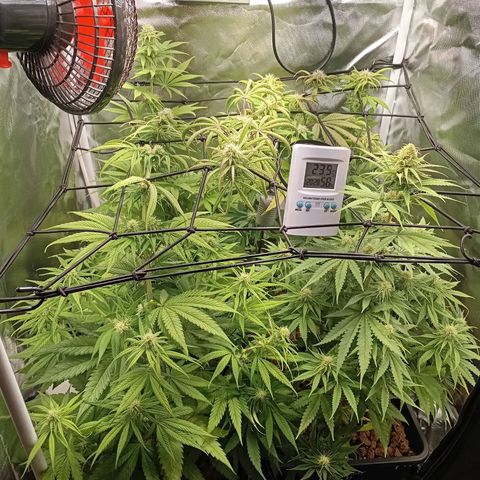 Marisoles. Og Kush, Sweetberry, Pinneapple Punch, Wedding Cake growlog timeline photo