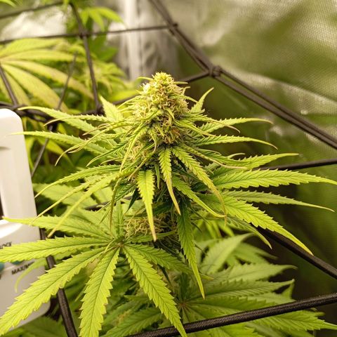 Marisoles. Og Kush, Sweetberry, Pinneapple Punch, Wedding Cake growlog timeline photo