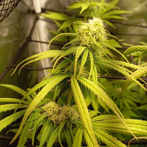 Marisoles. Og Kush, Sweetberry, Pinneapple Punch, Wedding Cake growlog timeline photo