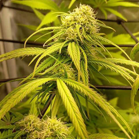 Marisoles. Og Kush, Sweetberry, Pinneapple Punch, Wedding Cake growlog timeline photo