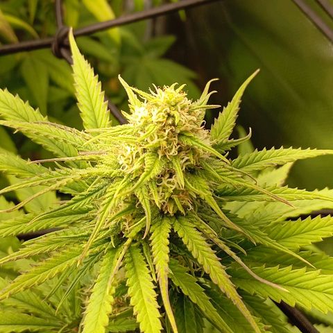 Marisoles. Og Kush, Sweetberry, Pinneapple Punch, Wedding Cake growlog timeline photo