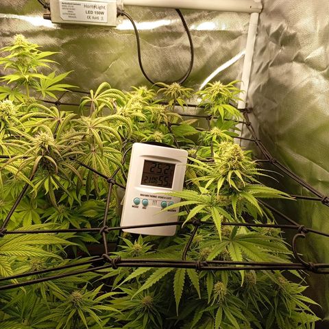 Marisoles. Og Kush, Sweetberry, Pinneapple Punch, Wedding Cake growlog timeline photo