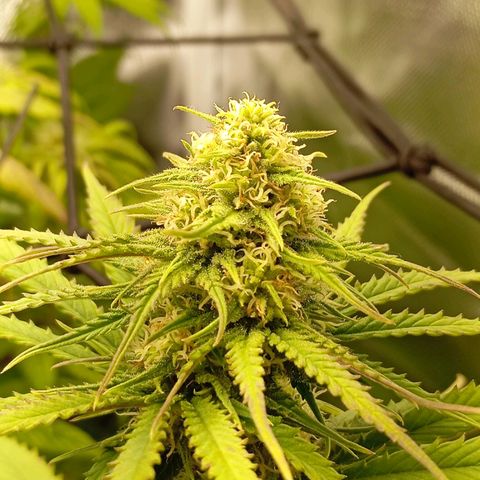Marisoles. Og Kush, Sweetberry, Pinneapple Punch, Wedding Cake growlog timeline photo