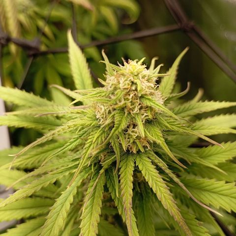 Marisoles. Og Kush, Sweetberry, Pinneapple Punch, Wedding Cake growlog timeline photo