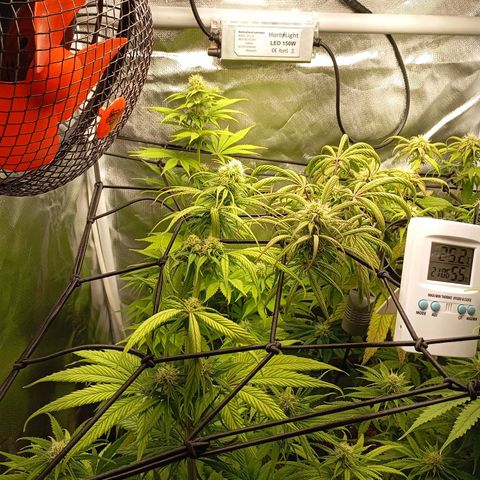 Marisoles. Og Kush, Sweetberry, Pinneapple Punch, Wedding Cake growlog timeline photo