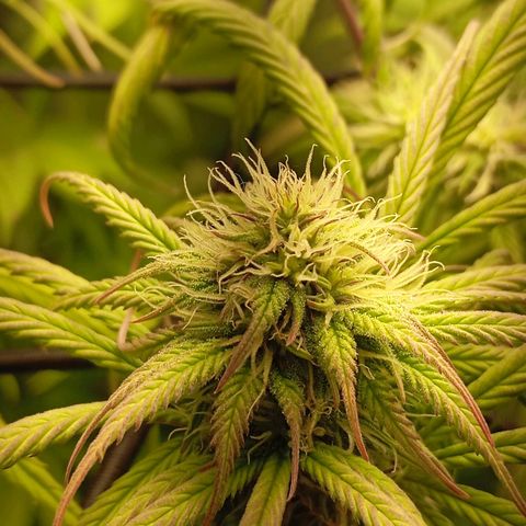 Marisoles. Og Kush, Sweetberry, Pinneapple Punch, Wedding Cake growlog timeline photo