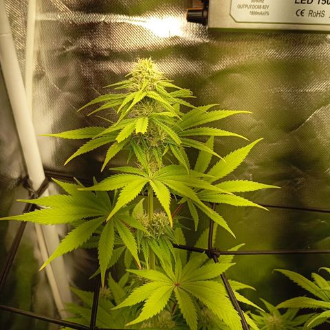Marisoles. Og Kush, Sweetberry, Pinneapple Punch, Wedding Cake growlog timeline photo