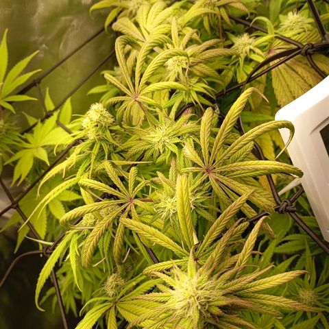 Marisoles. Og Kush, Sweetberry, Pinneapple Punch, Wedding Cake growlog timeline photo