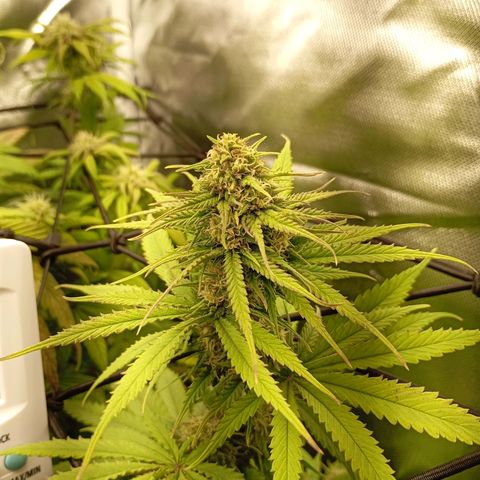 Marisoles. Og Kush, Sweetberry, Pinneapple Punch, Wedding Cake growlog timeline photo