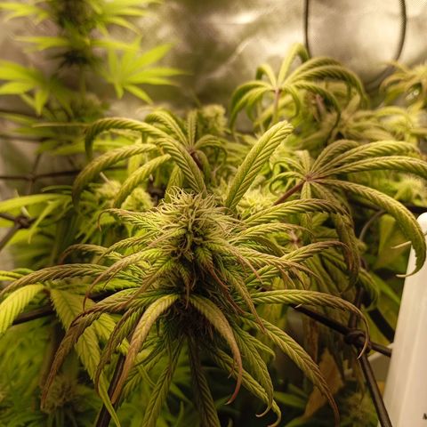 Marisoles. Og Kush, Sweetberry, Pinneapple Punch, Wedding Cake growlog timeline photo