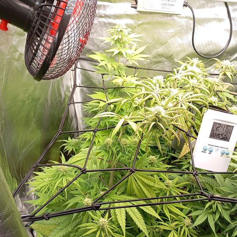 Marisoles. Og Kush, Sweetberry, Pinneapple Punch, Wedding Cake growlog timeline photo
