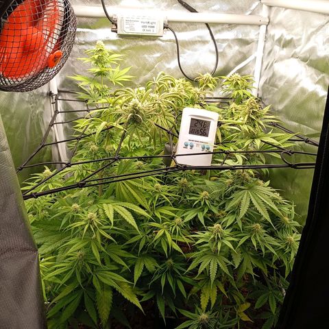 Marisoles. Og Kush, Sweetberry, Pinneapple Punch, Wedding Cake growlog timeline photo