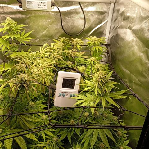 Marisoles. Og Kush, Sweetberry, Pinneapple Punch, Wedding Cake growlog timeline photo