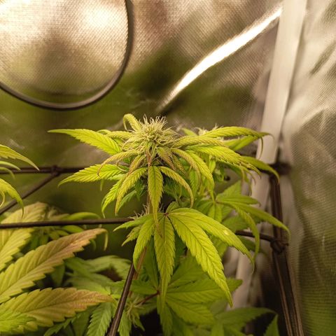 Marisoles. Og Kush, Sweetberry, Pinneapple Punch, Wedding Cake growlog timeline photo
