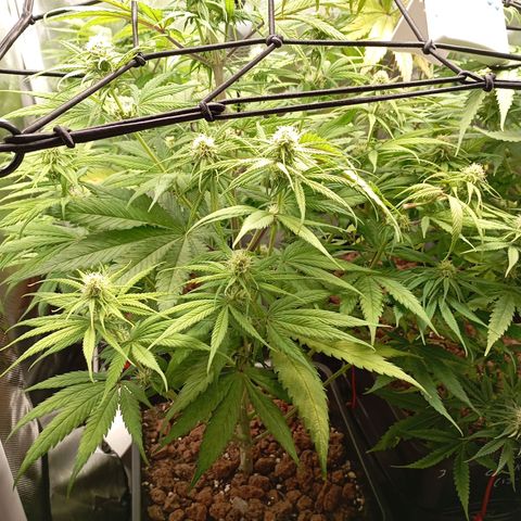 Marisoles. Og Kush, Sweetberry, Pinneapple Punch, Wedding Cake growlog timeline photo