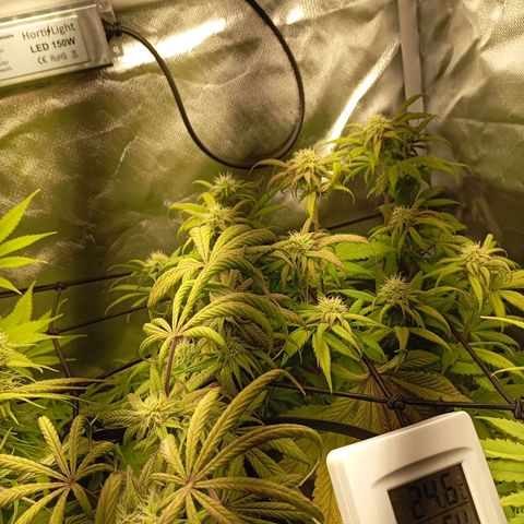 Marisoles. Og Kush, Sweetberry, Pinneapple Punch, Wedding Cake growlog timeline photo