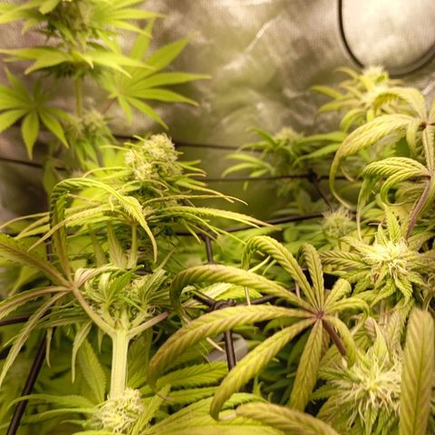 Marisoles. Og Kush, Sweetberry, Pinneapple Punch, Wedding Cake growlog timeline photo