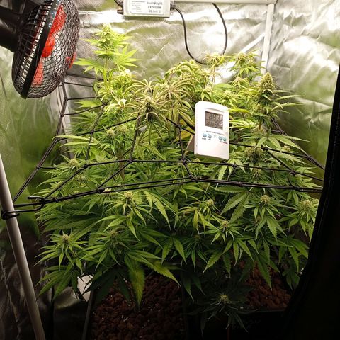 Marisoles. Og Kush, Sweetberry, Pinneapple Punch, Wedding Cake growlog timeline photo