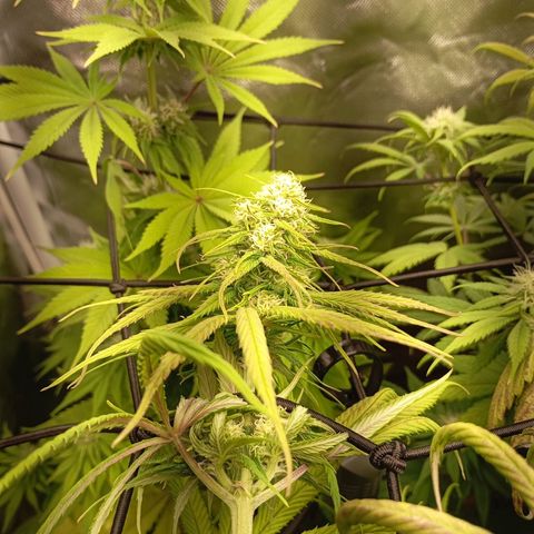 Marisoles. Og Kush, Sweetberry, Pinneapple Punch, Wedding Cake growlog timeline photo
