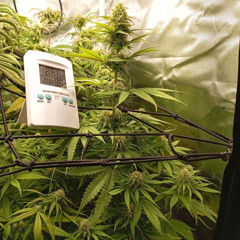 Marisoles. Og Kush, Sweetberry, Pinneapple Punch, Wedding Cake growlog timeline photo
