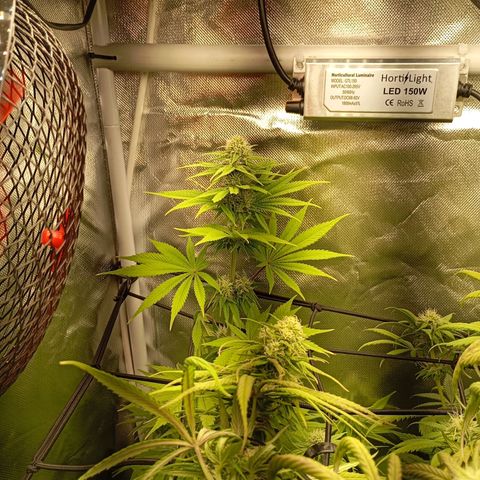 Marisoles. Og Kush, Sweetberry, Pinneapple Punch, Wedding Cake growlog timeline photo