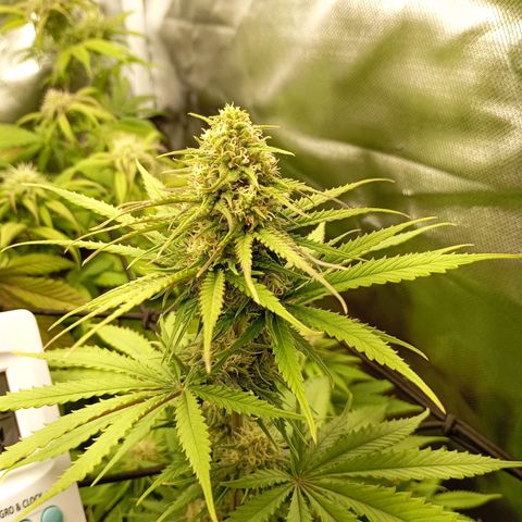 Marisoles. Og Kush, Sweetberry, Pinneapple Punch, Wedding Cake growlog timeline photo