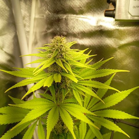 Marisoles. Og Kush, Sweetberry, Pinneapple Punch, Wedding Cake growlog timeline photo