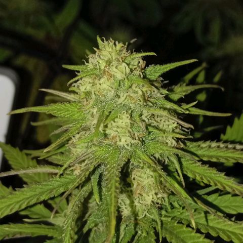 Marisoles. Og Kush, Sweetberry, Pinneapple Punch, Wedding Cake growlog timeline photo