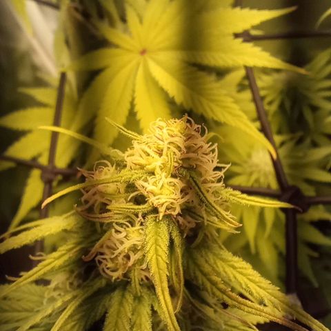 Marisoles. Og Kush, Sweetberry, Pinneapple Punch, Wedding Cake growlog timeline photo