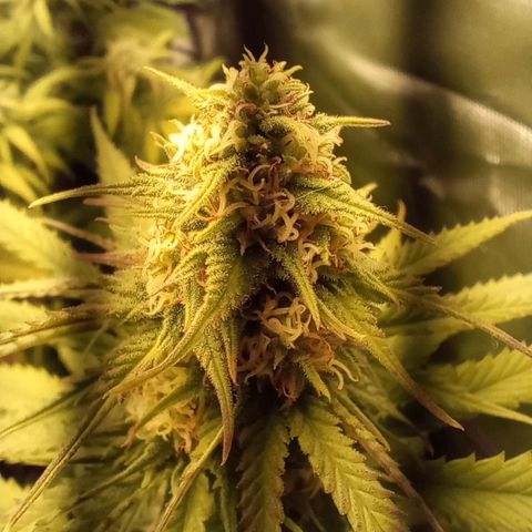Marisoles. Og Kush, Sweetberry, Pinneapple Punch, Wedding Cake growlog timeline photo
