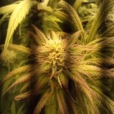 Marisoles. Og Kush, Sweetberry, Pinneapple Punch, Wedding Cake growlog timeline photo